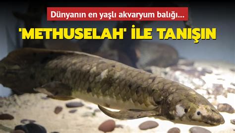 D­ü­n­y­a­n­ı­n­ ­e­n­ ­y­a­ş­l­ı­ ­b­a­l­ı­ğ­ı­:­ ­M­e­t­h­e­s­u­l­a­h­